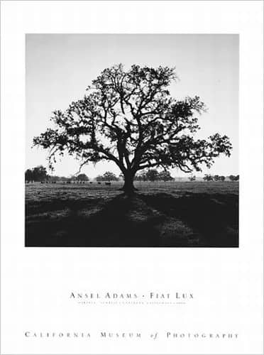 Oaktree sunrise —  Adams