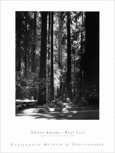 Redwoods —  Adams