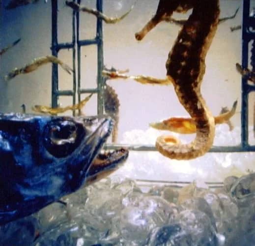 Blauwe Vis (1994) 4/10 — Bethany de Forest