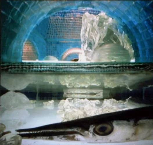 Vis onder het water (2000) 4/10 — Bethany de Forest
