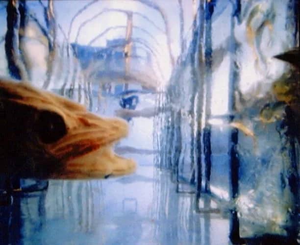 Visbogen (1994) 3/10 — Bethany de Forest