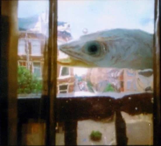 Amsterdam en vis 1 (1994) 3/10 — Bethany de Forest