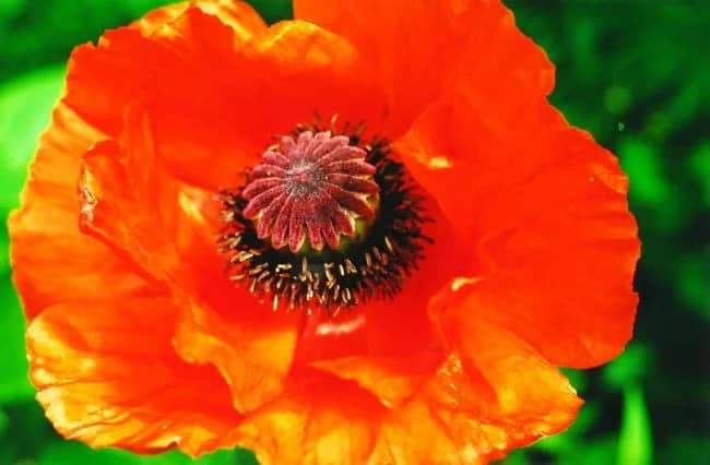 CC3-5 Grote papaver — Tini Doornewaard