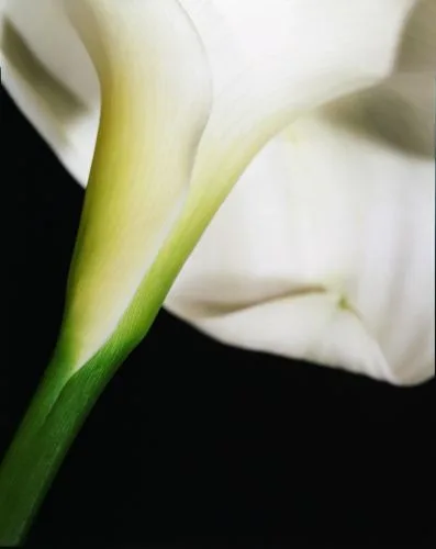 Calla — Jolanda Swaen