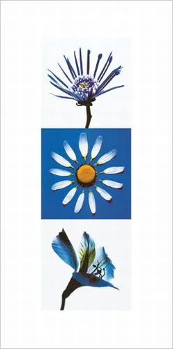 Flowers I —  Descottes