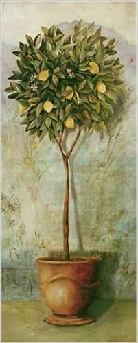 Lemon Pompeii —  Fabrice