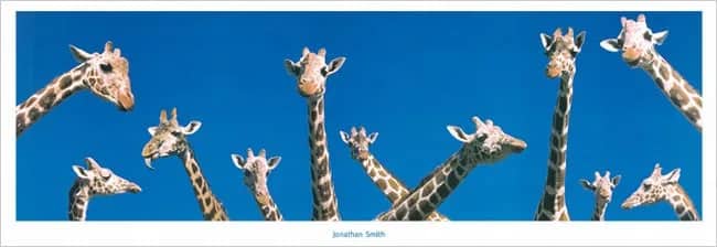 Girafes, Kenya —  Smith