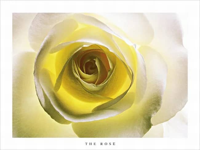 The Yellow Rose —  Olney