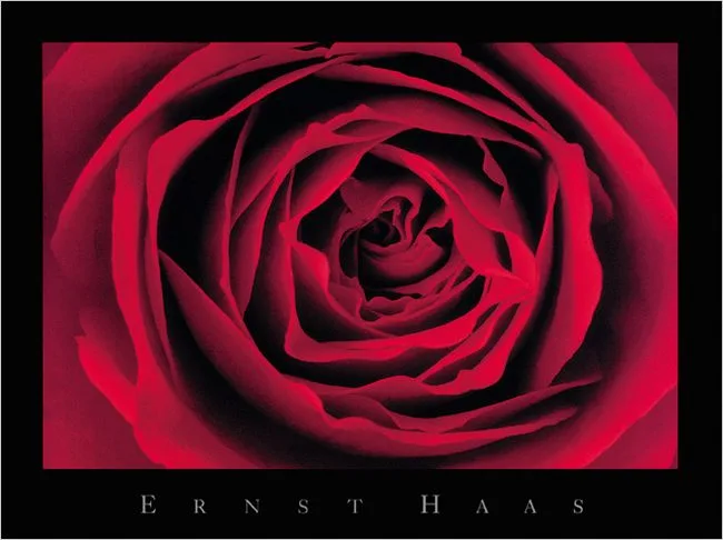 Red Rose —  Haas