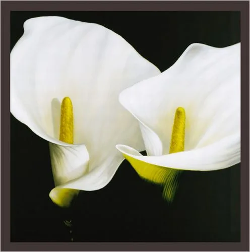 Composizioni in Bianco —  C. Ferrari