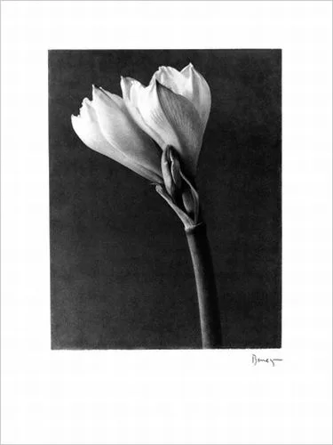 One white flower —  D. Benezra