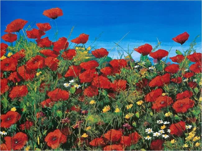 Papaveri —  Mazari