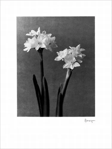 Two white flowers —  D. Benezra