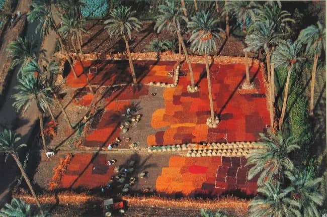 Drying Dates — Yann Arthus-Bertrand