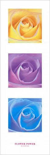 Flower Power III Roses —  Lens & Lens