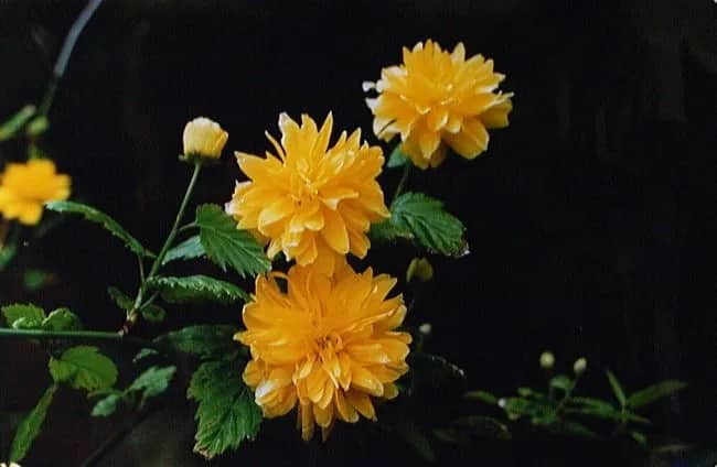CC4-5 Kerria Japonica — Tini Doornewaard