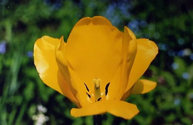 CC2-5 Tulp — Tini Doornewaard