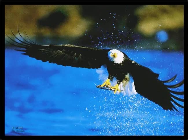 L"aquila calva —  J.Simmen