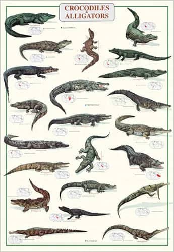 Crocodiles & Alligators —  L. Patriguani