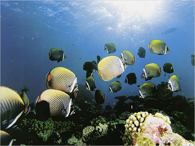Butterfly fish —  S. Westmorland