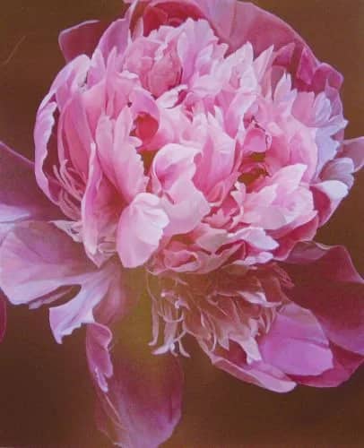 Pivoine 2HP —  Guibert