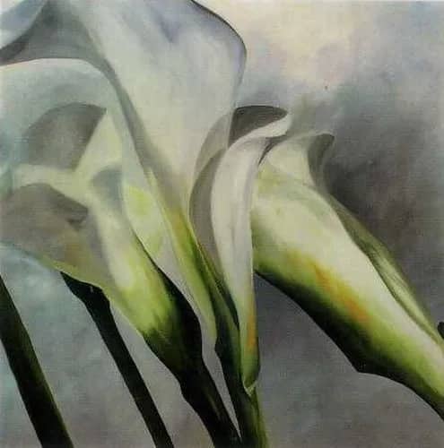Calla Lily II —  Siolek