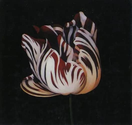 Parrot Tulip study in red  2HP —  Hall