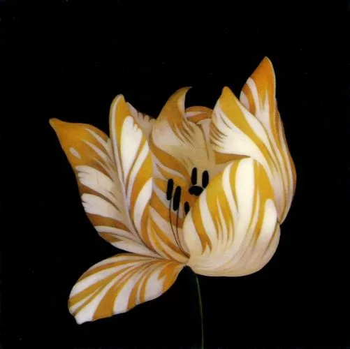 Parrot Tulip study in yellow   2HP —  Hall