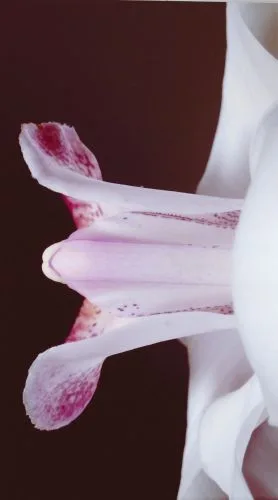 Orchidee — Jolanda Swaen