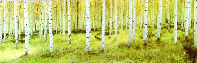 Ashley national forest —  Thomas