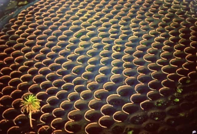 Vineyards — Yann Arthus-Bertrand
