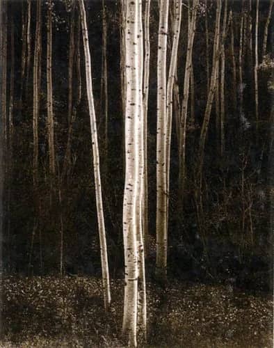 Aspens, Nothern New Mexico —  Adams