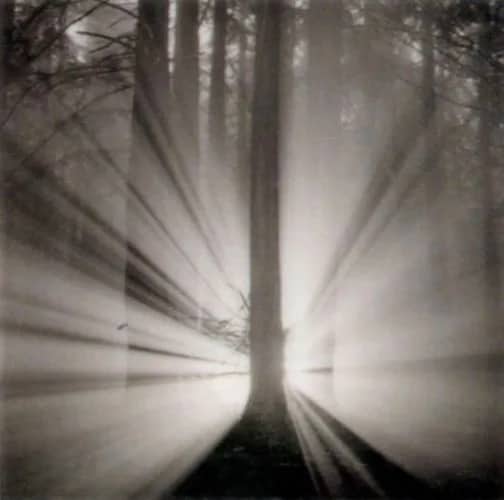 Redwoods, Study 9, Oakland —  Horn