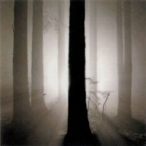 Redwoods, Study 4, Oakland —  Horn