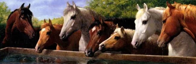 Companions —  Cortez