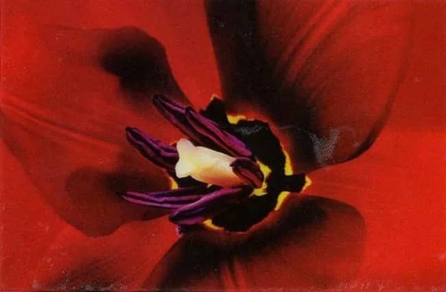 Tulipa —  JoSon