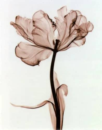 Parrot Tulip —  Steven N.Meyers