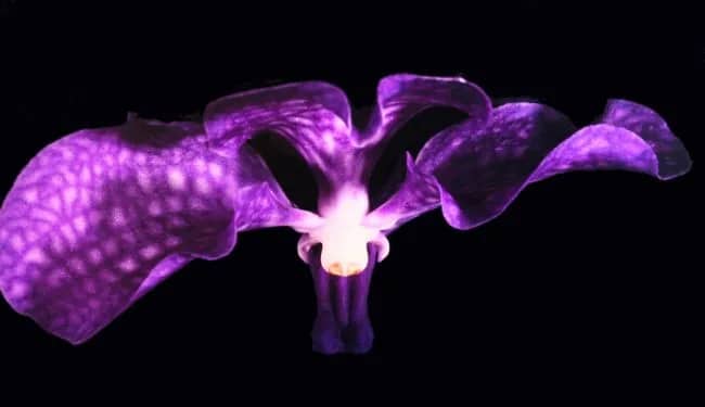Orchidee (koningin) — Jolanda Swaen