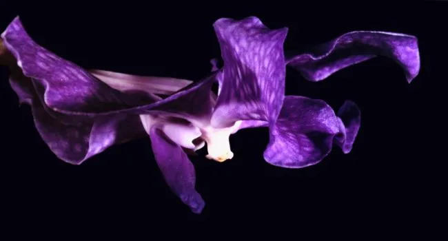 Orchidee (de ridder) — Jolanda Swaen