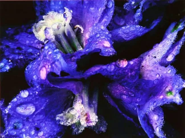 Iris 6 — Bert Houweling