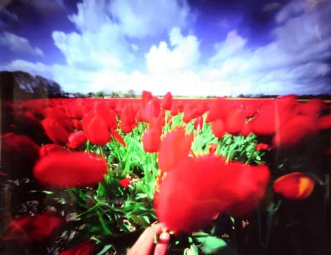 Handtulpen (2001) 4/10 — Bethany de Forest