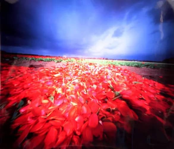 Tulpenkopjes (2001) 4/10 — Bethany de Forest