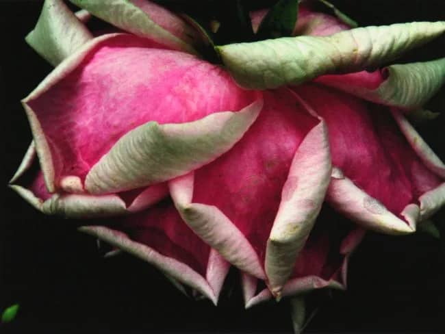 Roos 39 — Bert Houweling