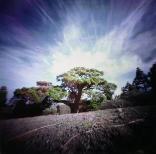 Vuurboom, LaGomera (1996) 5/10 — Bethany de Forest