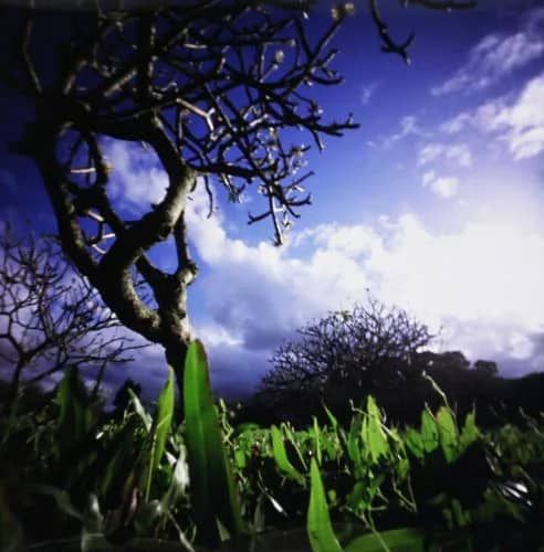 Gras en Boompjes, Hawaii (2006) 4/10 — Bethany de Forest