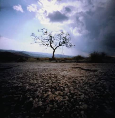 Eenzaam Boompje (2000) 4/10 — Bethany de Forest