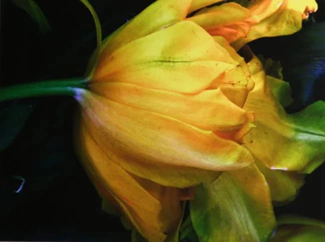 Tulp 41 — Bert Houweling