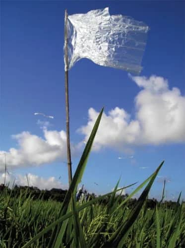 Vlag — Elinoor   Veldman