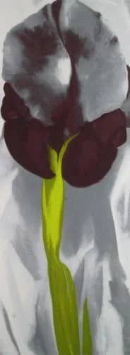Dark Iris —  Georgia O"keeffe