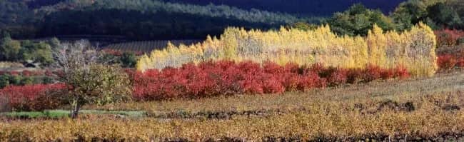 Automne en Provence —  Pinsard, Laurent